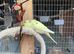 Aviary bred baby budgies