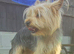 Yorkshire terrier puppies yorkie x