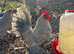 Porcelain booted bantam hatching eggs