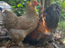 Beautiful pair of blue partridge Brahma bantams