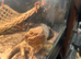 Male and female bearded dragon