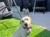 Labrador girl 8 months old