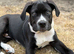 Male cane corso