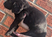Beautiful black working cocker spaniel puppies