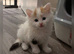 Turkish van kitten