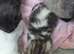 Beautiful kittens ready for viewing and deposit 3 weeks old