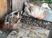 Welsh harlequin pair