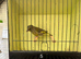 Greenfinches for sale