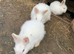 Beautiful lionhead and Rex