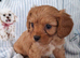 Cavapoo F1B ready now 4 boys