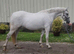 Registered irish draft mare