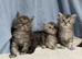 Maine coon kittens, ready soon