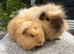 Pure Bred swiss boars (bonded father and son)