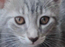 Beautiful Russian Blue X Kittens