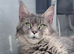 TICA active proven cats