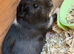 3 boars babys