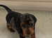 KC registered smooth hair minature daxie puppies