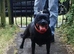 Staffordshire Bull Terrier Champion Lined
