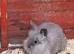 Lion head bunnies