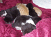 7 beautiful kittens