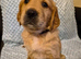 Golden retriever puppy's