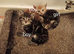 9 week old kittens