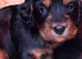 Cocker spaniel puppies
