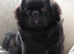FLUFFY PUG STUD carries every colour Inc husky