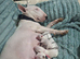 Stunning English bull terrier pups