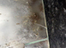 ️ Spider Shop Euro Arboreal Terrarium 20 X 20 X 30CM with heat mat