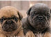 Exotic Male Puppy available