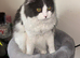 Persian Rgadoll Cat 1yr old