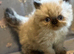 Persian Kittens