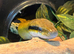 CB21 Female Tiwanese Beauty Rat Snake