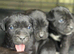 Cane Corso Guardian angels