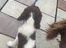 cocker spaniel puppies