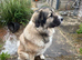 3 year old beige Caucasian shepherd