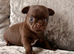 Dark chocolate little smoothcoat male