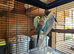 Beautiful Baby Budgies for sale