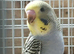 split to blk wing young  budgie