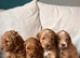 Proven KC Toy Poodle Stud Dog Looking for a New Home