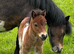 Lovely selection of ponies available