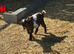 Pygmy female goat kids