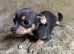 Jackawawa Puppies