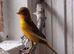 Canaries x4