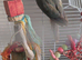 Cinnamon turquoise young conure