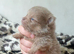 Amazing lilac girls russian line pomeranians