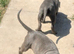 Blue Staffordshire bull terrier pups. Ready now