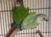 Conure pair
