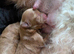 Cavapoo x maltipoo puppies